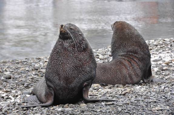 Momento tenso entre dois lobos-marinhos na praia de Stromness, na Geórgia do Sul